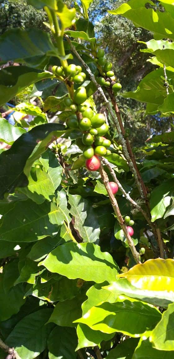 ESTUDO DO MEIO – 5º ANO -FAZENDA N. SENHORA DA CONCEIÇÃO